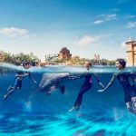 What to Expect During a Dolphin Meet and Greet at Atlantis