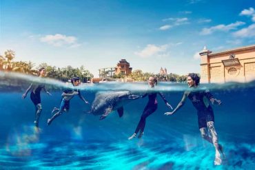 What to Expect During a Dolphin Meet and Greet at Atlantis